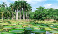 der botanische Garten