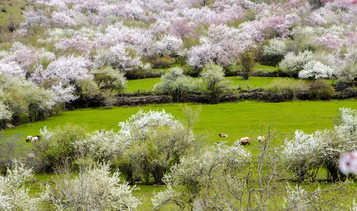 xinjiang