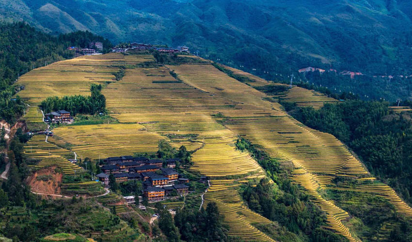 Longsheng Reisterrassen September